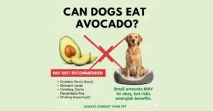 Can Dogs Eat Avocado